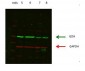 GLUD1 antibody - N-terminal region